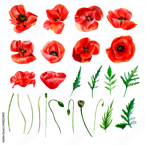 set of red poppies