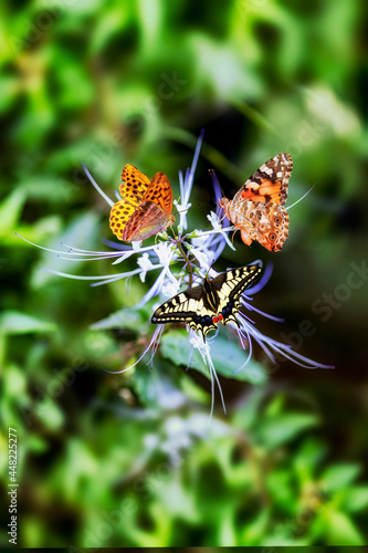 The Painted Lady butterfly or Vanessa cardu, The Swallowtail butterfly or Papilion Machaon with Silver-washed Fritillary butterfly or Argynnis paphia  are enjoying their morning breakfast.