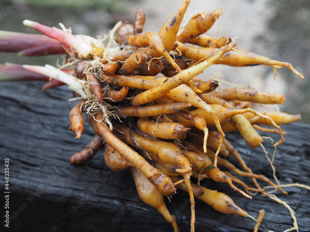 Obraz premium Boesenbergia rotunda Kaempferia cochinchinensis Gagnep. Kaempferia ovata Roscoe, Kaempferia pandurata Roxb fresh, vegetable food Thai herb on wooden, covid-19 coronavirus