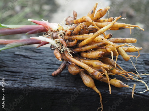 Boesenbergia rotunda Kaempferia cochinchinensis Gagnep. Kaempferia ovata Roscoe, Kaempferia pandurata Roxb fresh, vegetable food Thai herb on wooden, covid-19 coronavirus photo