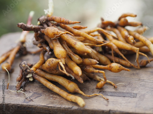 Boesenbergia rotunda Kaempferia cochinchinensis Gagnep. Kaempferia ovata Roscoe, Kaempferia pandurata Roxb fresh, vegetable food Thai herb on wooden, covid-19 coronavirus photo