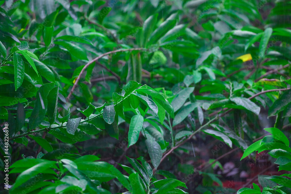 raindrops on green leaf on rainy day