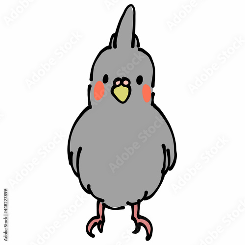 灰色のオカメインコ　正面