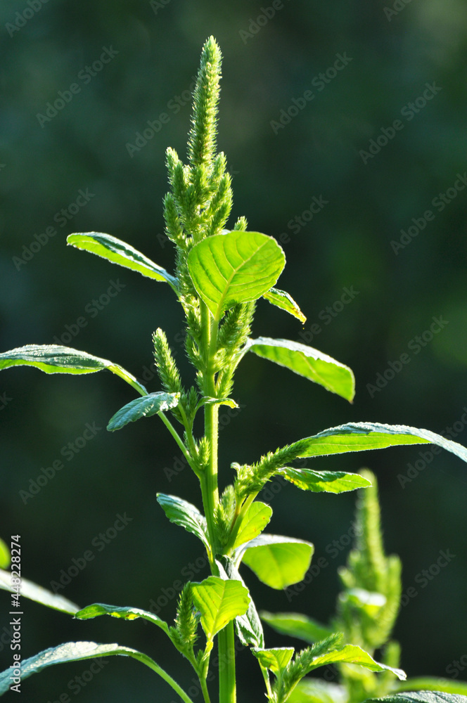 In nature, as a weed grows common amaranthus In nature, as a weed grows common amaranthus