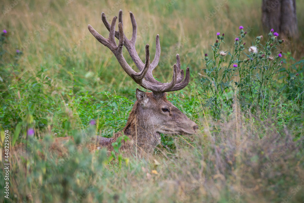 Majestic deer with horns sleep in a green grass in the woods Majestic deer with horns sleep in a green grass in the woods