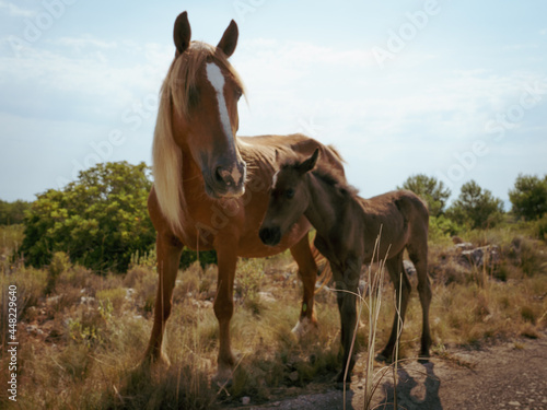 Mamá caballo con su potro