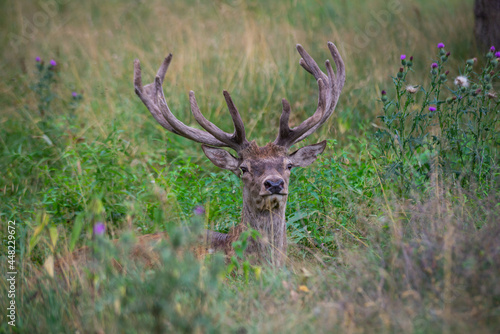 majestic deer with horns lies in a green grass in the woods and looks directly into the camera.