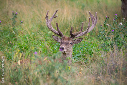 majestic deer with horns lies in a green grass in the woods and looks directly into the camera.