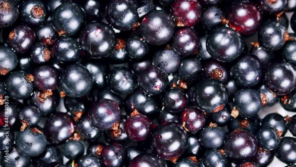 Fresh blackcurrants rotation background. Healthy eating, season harvest. Fresh blackcurrants rotation background. Healthy eating, season harvest.