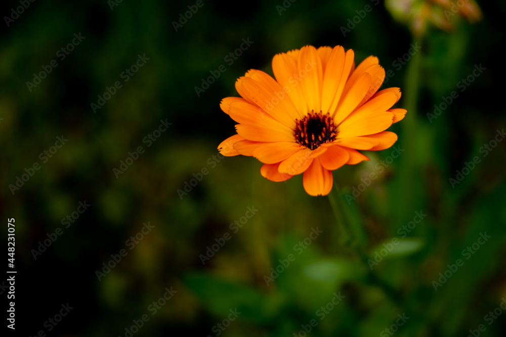 Single orange marigold blossom, calendula, against a naturally dark green background Single orange marigold blossom, calendula, against a naturally dark green background