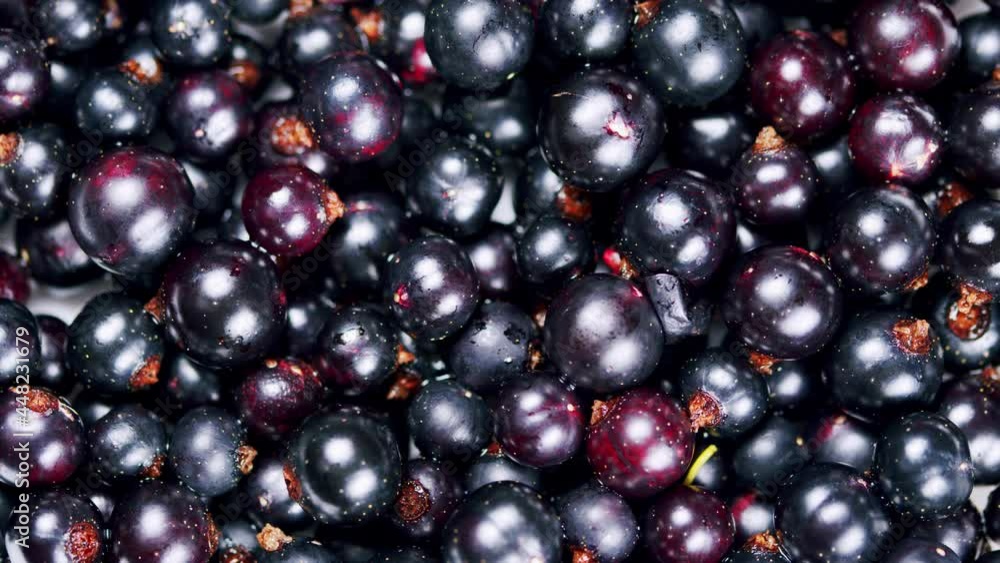 Black currant closeup rotation top view. Rich crop of berries of black currant. Black currant closeup rotation top view. Rich crop of berries of black currant.