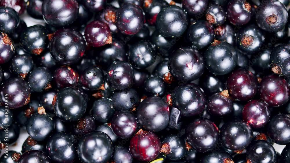 Black currant. Close up of black fresh currant berries. Healthy eating, vegetarian food. Black currant. Close up of black fresh currant berries. Healthy eating, vegetarian food.