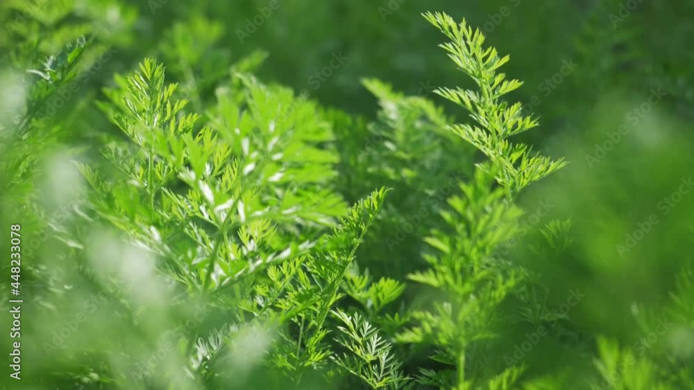 young carrot plants close up. vegetable farming, growing of vegetable crops. crop production, gardening. beautiful green plants young carrot plants close up. vegetable farming, growing of vegetable crops. crop production, gardening. beautiful green plants