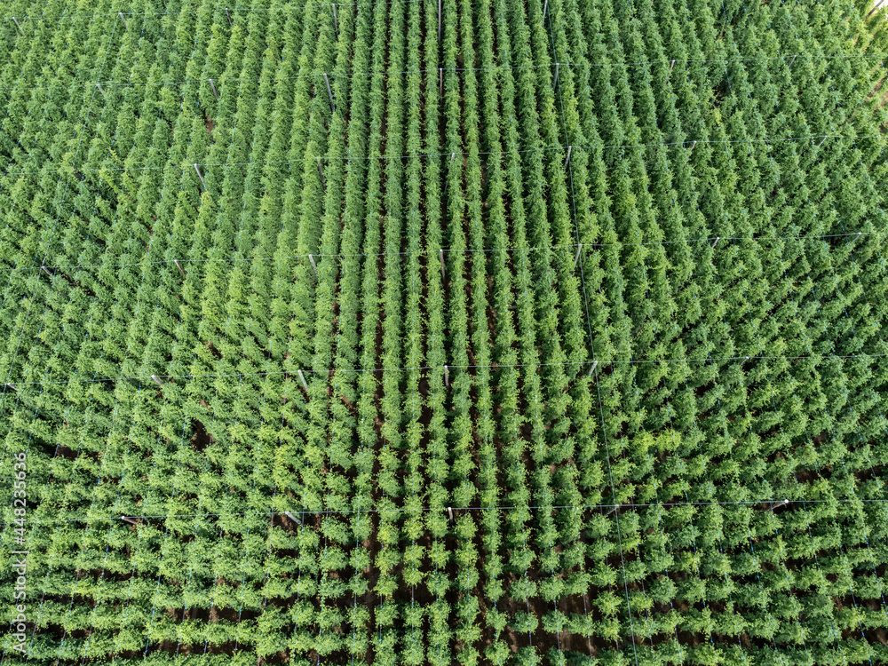 Luftaufnahme eines Hopfenfeld im Sommer