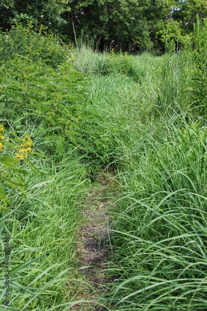 Obraz premium grass in the park