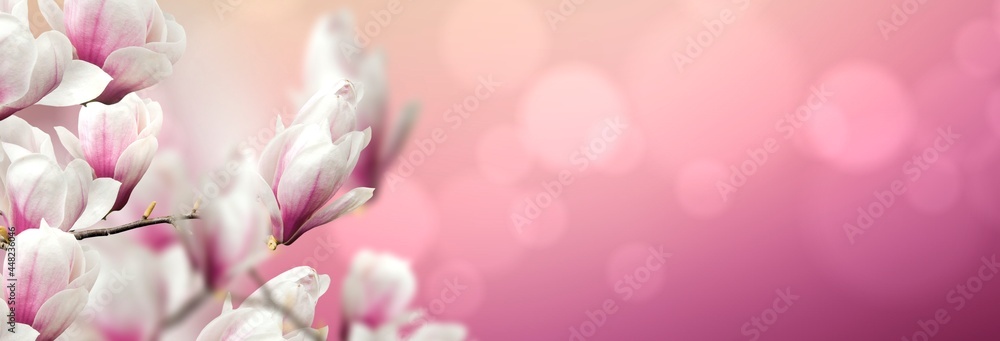 abstract nature spring sunrise background. Flowering magnolia tree