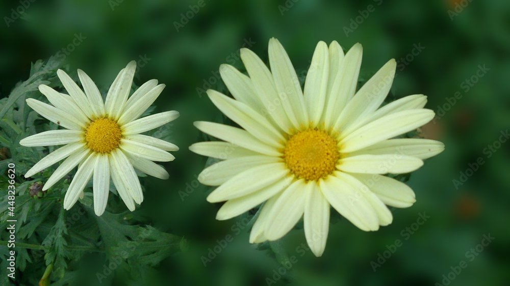 Fototapeta premium white daisy flower