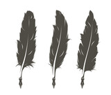 Set Three Isolated Feathers Writing_2