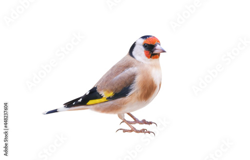 Foto European gold finch (Carduelis carduelis) isolated on White Background