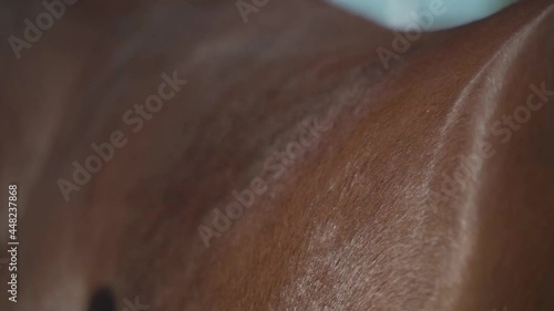 Woman grooming shiny horse hair above the thigh. Slow motion close up shot of unrecognizable person cleaning horse coat with natural bristle brush. Female owner cleaning and healthy shiny horse coat
