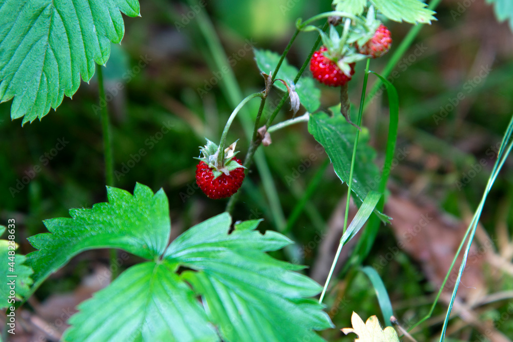 Ripe red strawberries in the forest close up Ripe red strawberries in the forest close up