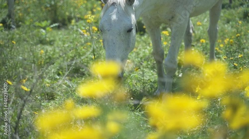 A white horse eats herb flowers and grass in an outdoor field. Freedom animal nature slow motion scene. A herd of horses outside at countryside. Beautiful agriculture mammal grazing concept.