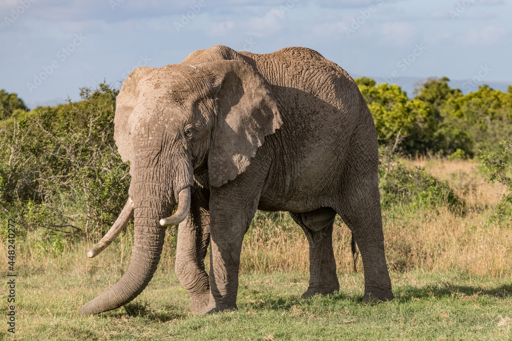 Obraz premium side view of a large African elephant with ivories showing