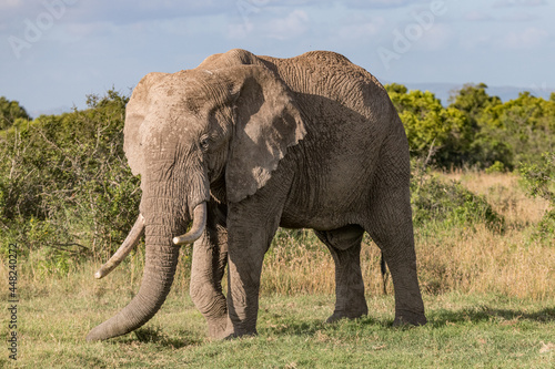 side view of a large African elephant with ivories showing