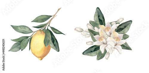 Watercolor hand drawn bouquets of lemons, citrus flowers and branches on white background.