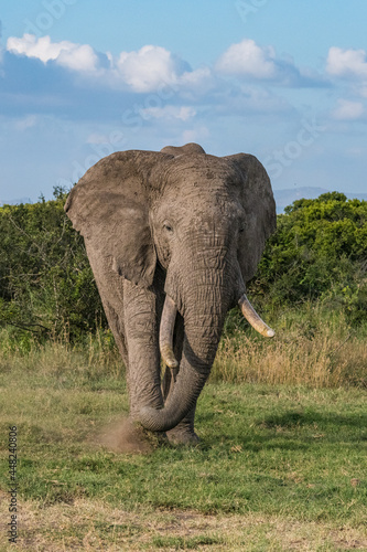 Large African Elephant with large tusks