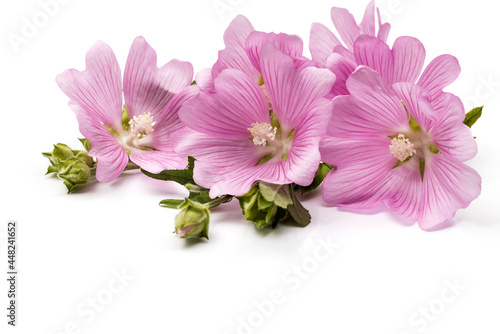 Floral delicate arrangement of pink mallow inflorescences on an isolated white background.           