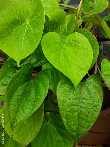heart shaped leaves photo