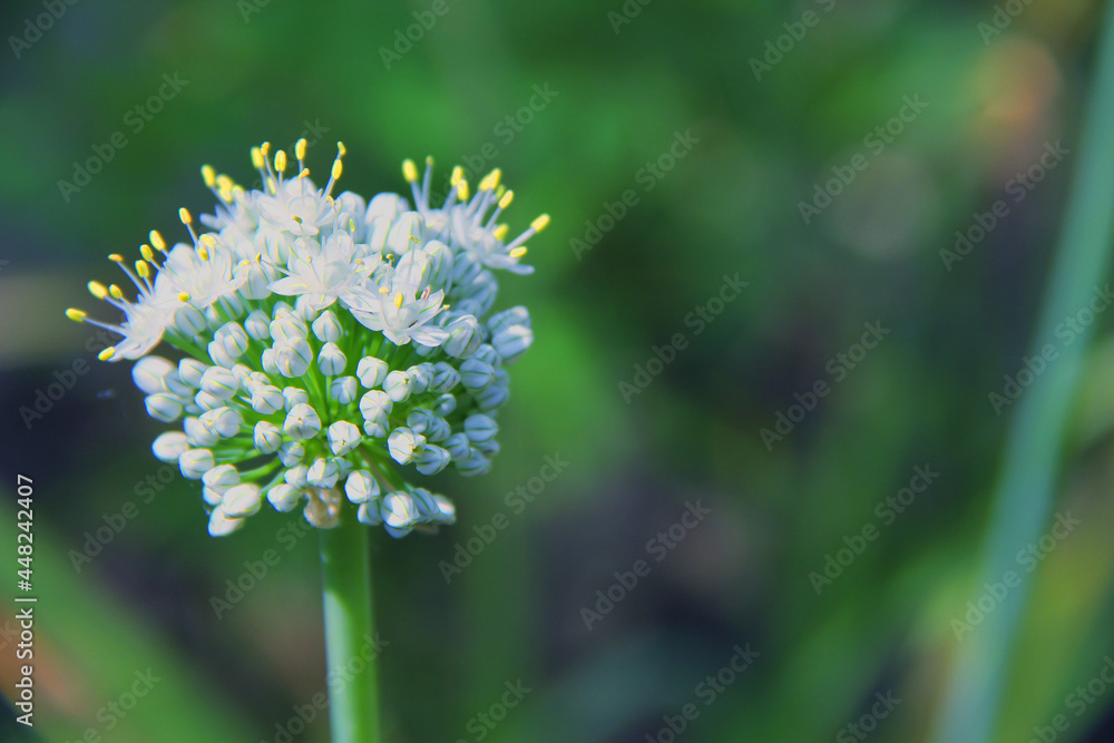 Blooming bow arrows in summer. They planted onions. The onion has grown and is blooming Blooming bow arrows in summer. They planted onions. The onion has grown and is blooming