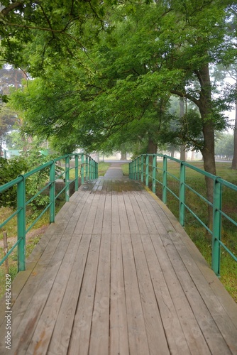 Panoramic view of a green botanical garden (arboretum) on a sunny summer day after the rain. Mighty trees, green plants, blooming flowers. Modern wooden walkway (bridge). Nature, ecology, gardening photo