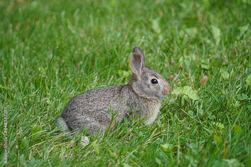 A bunny eats a leaf and looks for food in the grass. A bunny eats a leaf and looks for food in the grass.