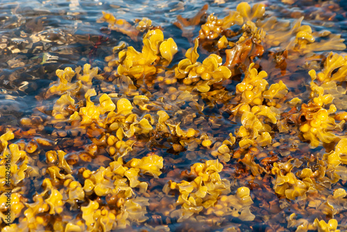 Fotografie Bladder wrack or bladderwrack Fucus vesiculosus seaweed in the sea at the Isle o