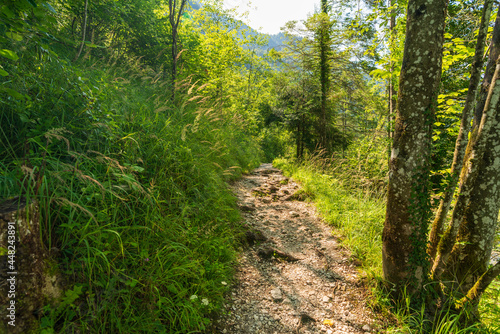 Wanderweg am Hallst  tter See