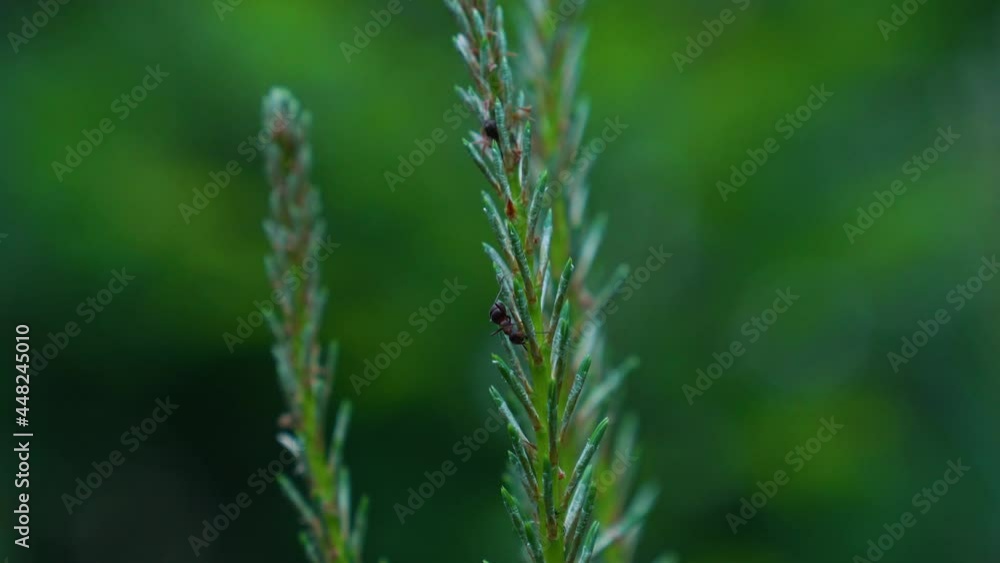 Macro shot of green fir branch and crawling ant in forest. Formicidae species in nature. Macro shot of green fir branch and crawling ant in forest. Formicidae species in nature.