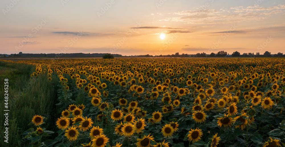 Fototapeta premium Sunflower field in summertime sunset light
