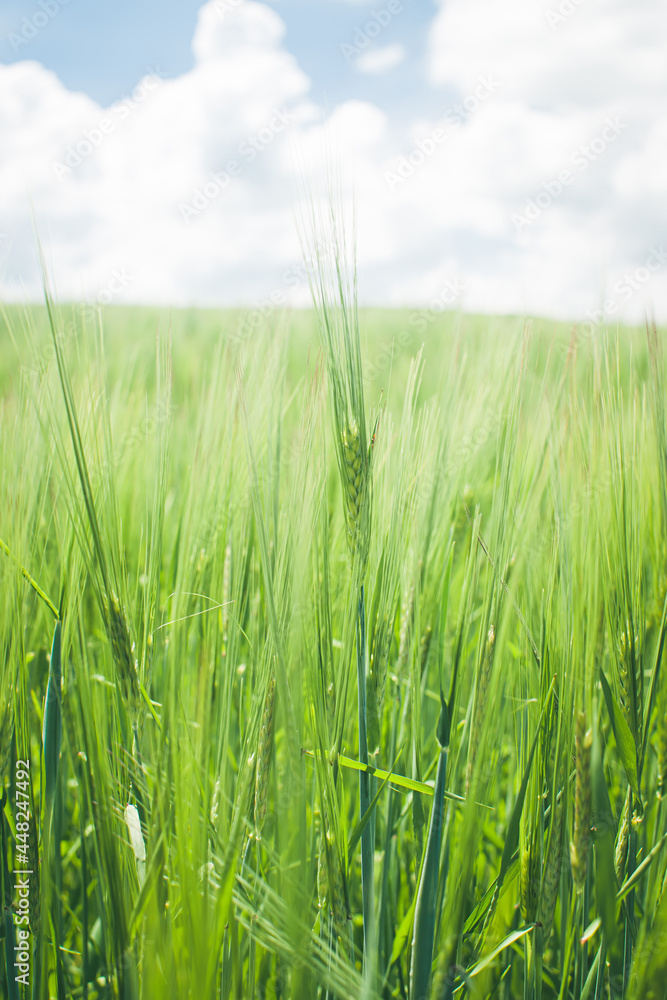 Obraz premium green wheat field in summer