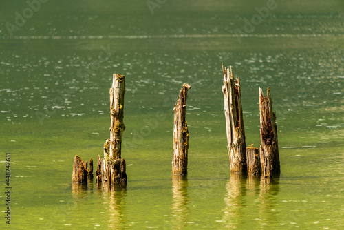 Baumstämme im Hallstättersee