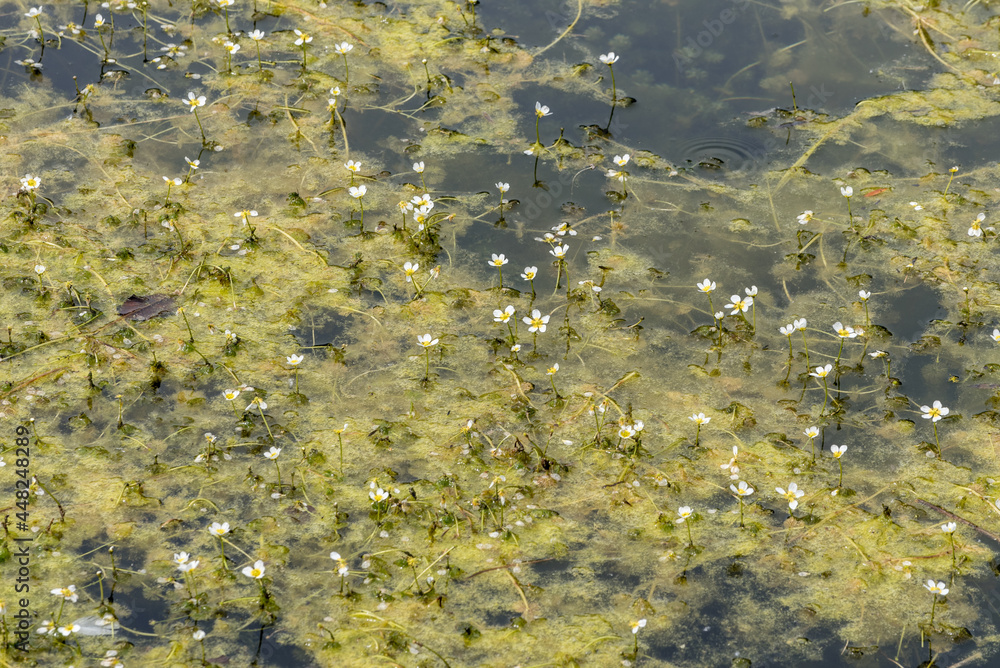 Blühender Hahnrnfuß im Teich Blühender Hahnrnfuß im Teich