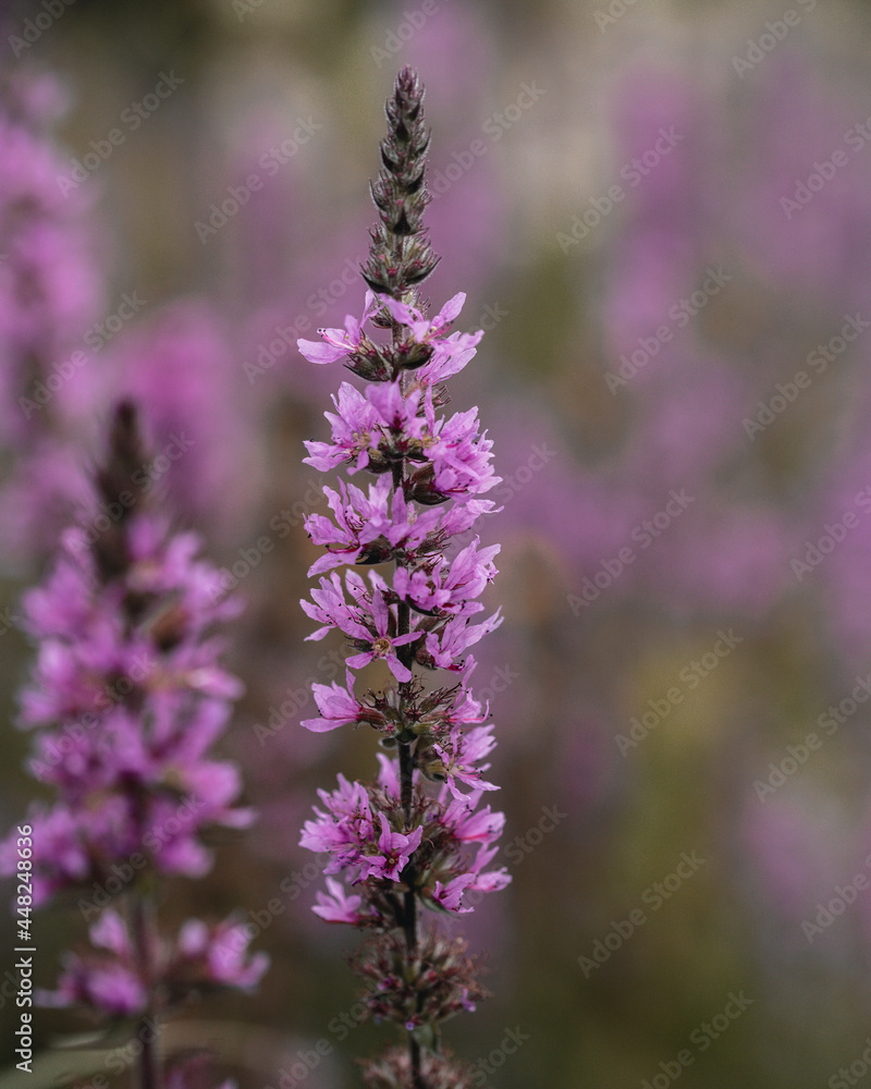 Obraz premium bee on lavender