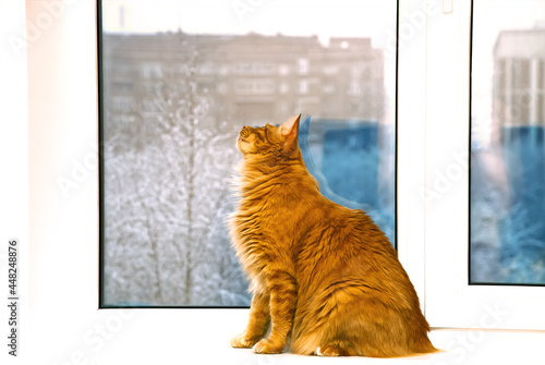 A red-haired domestic cat is sitting on the windowsill.