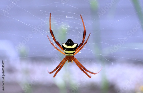 Argiope reinwardti photo