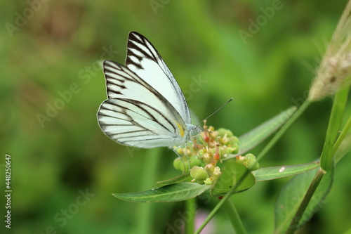 butterfly on a flower © su