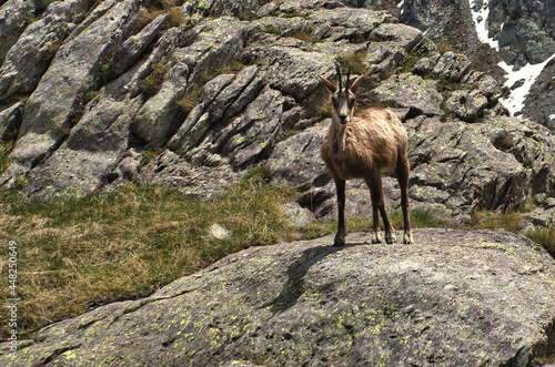 Chamois du Parc National du Mercantour