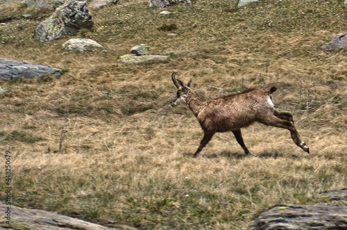 Chamois du Parc National du Mercantour