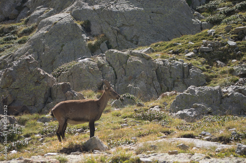 Chamois du Parc National du Mercantour Chamois du Parc National du Mercantour