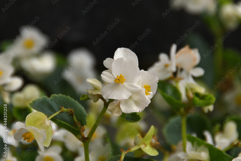 Close-up of a white begonias in a park bed in natural daylight with bokeh of other begonias. Close-up of a white begonias in a park bed in natural daylight with bokeh of other begonias.